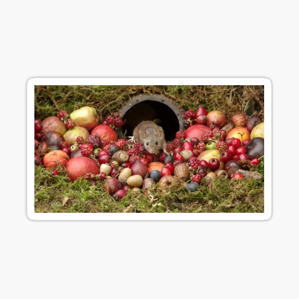 Mouse with fruits Sticker