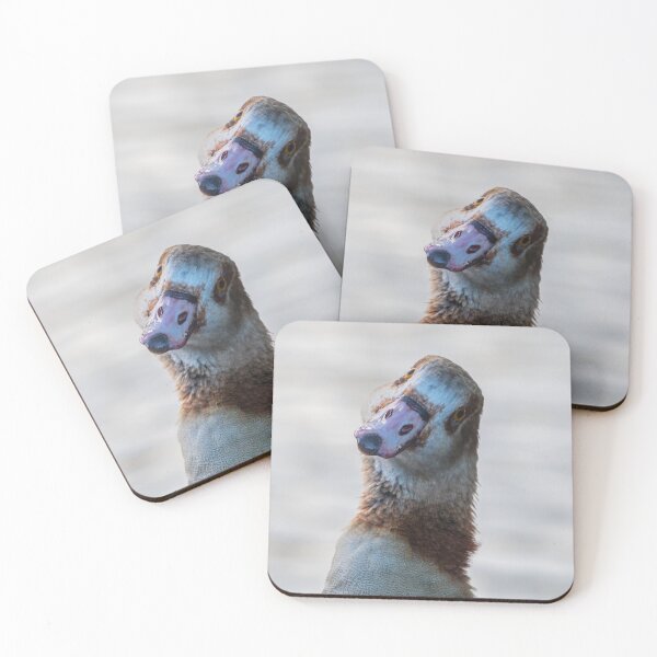 Item preview, Egyptian Goose giving a stare designed and sold by Adrian Rowley.