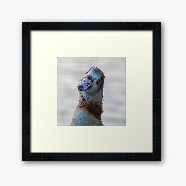 Item preview, Egyptian Goose giving a stare designed and sold by Adrian Rowley.