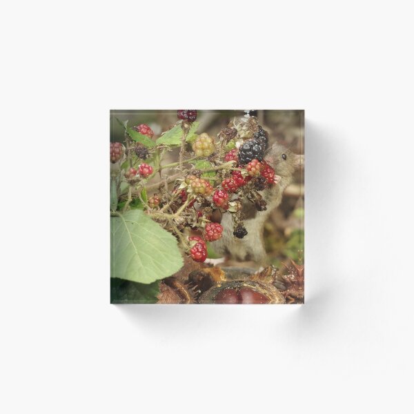The Mouse that Lives by the black berry's 2 Acrylic Block