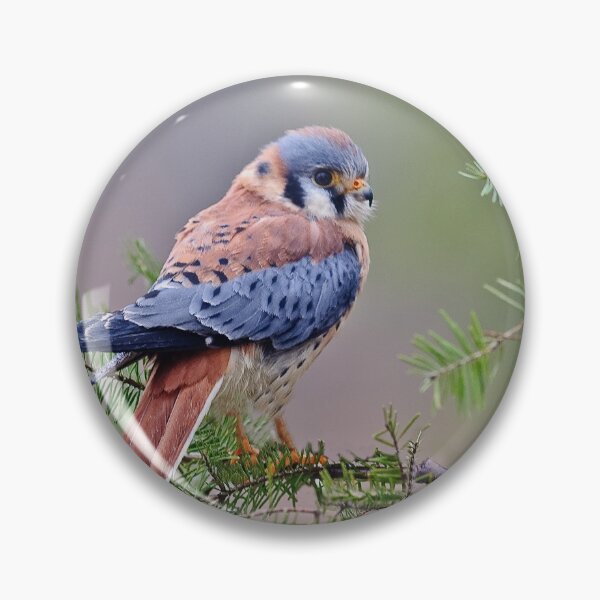 Item preview, American Kestrel designed and sold by Cycroft.