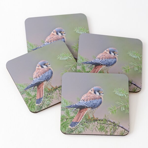 Item preview, American Kestrel designed and sold by Cycroft.