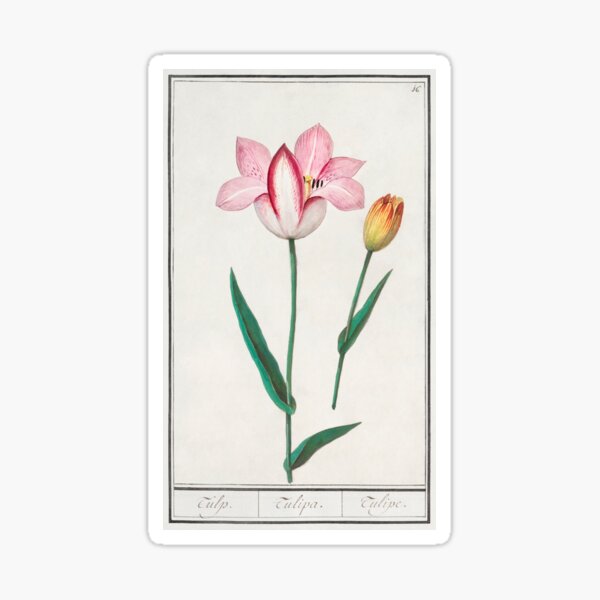 Item preview, Vintage Tulips Illustration  designed and sold by AVBDesigns20.