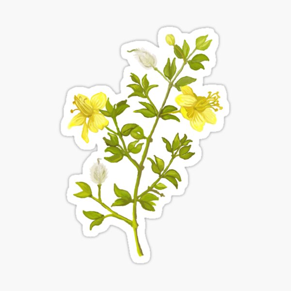 Desert Creosote Bush - Chaparral, La Gobernadora, Larrea tridentata Sticker