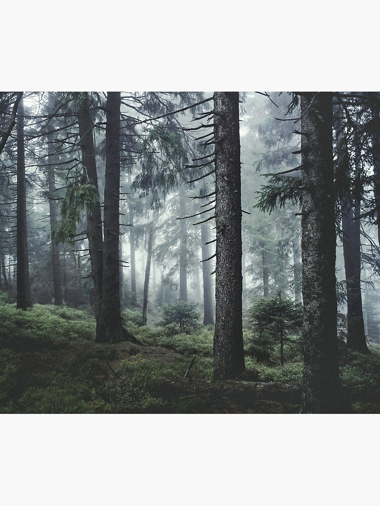 Path Vibes by tekay