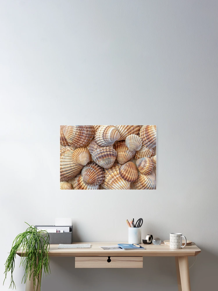 Thumbnail 2 of 3, Poster, Sea shell designed and sold by EngineerGoC.