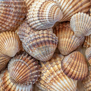 Artwork thumbnail, Sea shell by EngineerGoC
