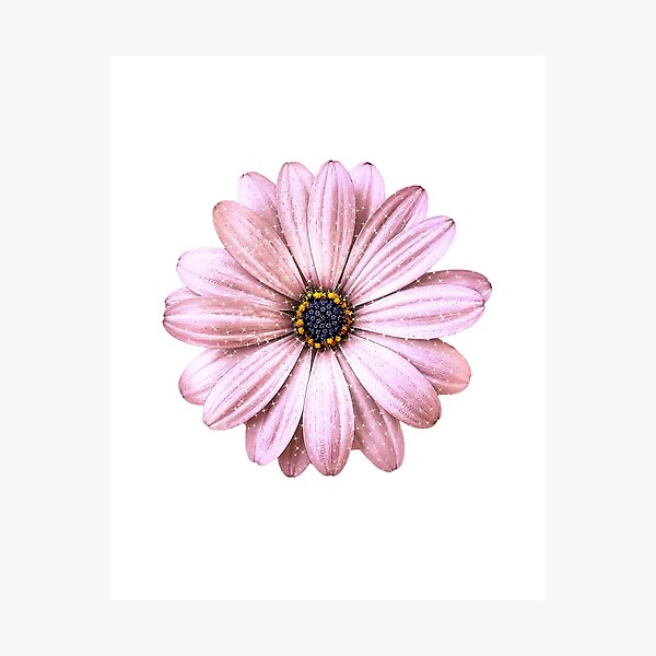 Item preview, Sparkling Daisy - Rose Gold designed and sold by sunkissedgrafix.