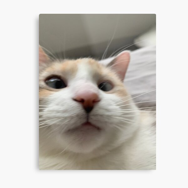Meow! Metal Print