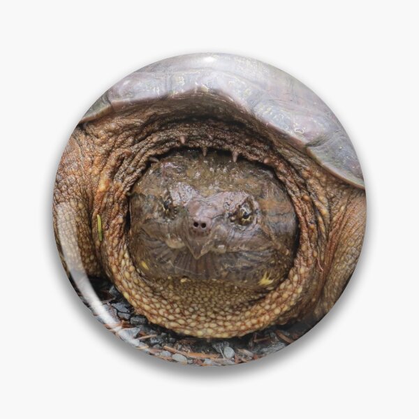 Item preview, CANADA'S LARGEST FRESHWATER TURTLE - SNAPPING designed and sold by Monica-Stroud.