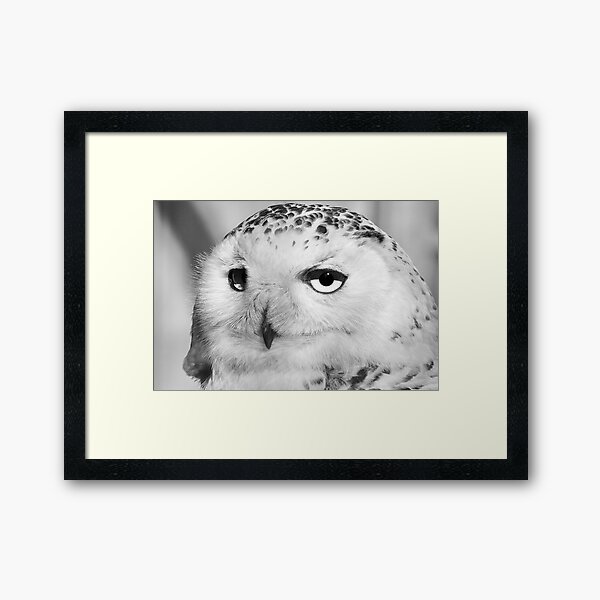 Snowy Owl Framed Art Print