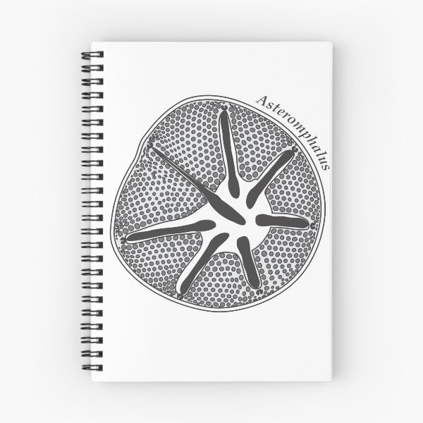 Item preview, Diatom - Asteromphalus (scientific) designed and sold by DiatomsATTACK.
