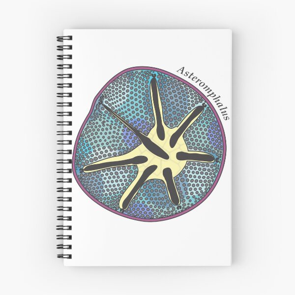 Item preview, Diatom - Asteromphalus (scientific, color) designed and sold by DiatomsATTACK.