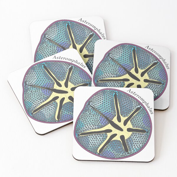 Item preview, Diatom - Asteromphalus (scientific, color) designed and sold by DiatomsATTACK.