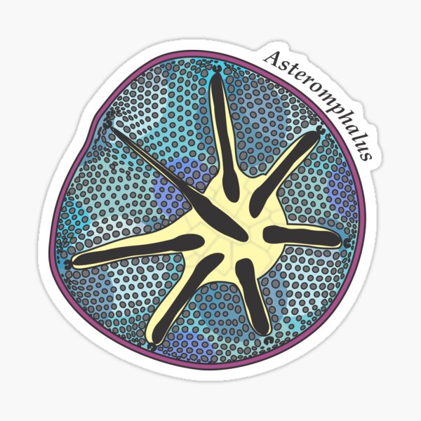 Diatom - Asteromphalus (scientific, color) Sticker