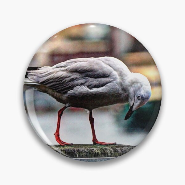 Item preview, Seagull Steppin Out designed and sold by Blackadder Photography.