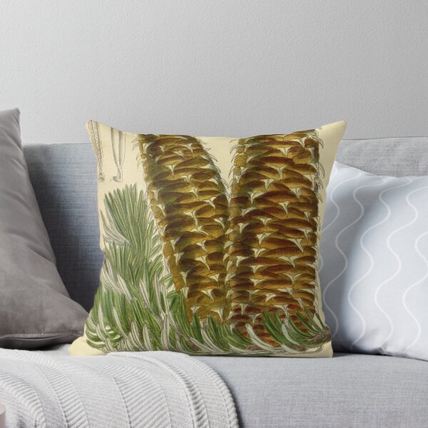 Item preview, Abies cephalonica 142 8691 designed and sold by EsotericBotanic.