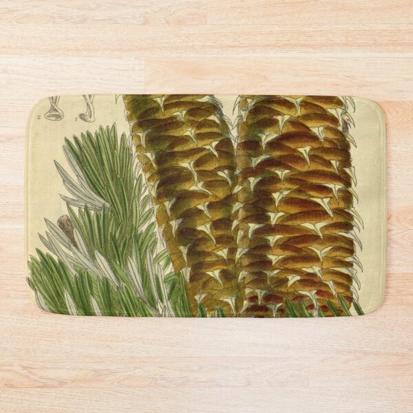 Item preview, Abies cephalonica 142 8691 designed and sold by EsotericBotanic.
