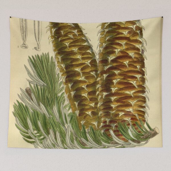 Item preview, Abies cephalonica 142 8691 designed and sold by EsotericBotanic.