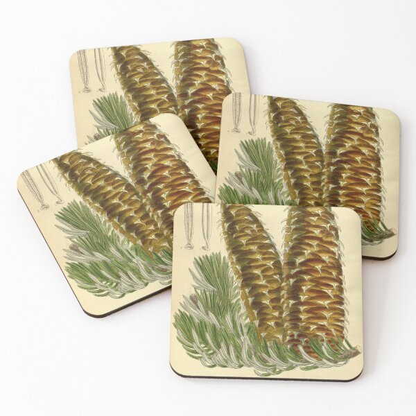 Item preview, Abies cephalonica 142 8691 designed and sold by EsotericBotanic.