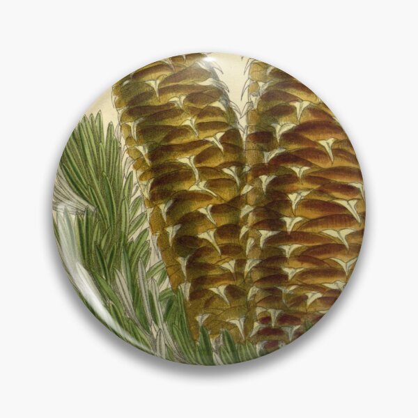 Item preview, Abies cephalonica 142 8691 designed and sold by EsotericBotanic.