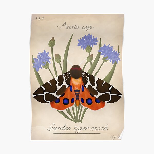 Garden Tiger Moth and Cornflowers Poster