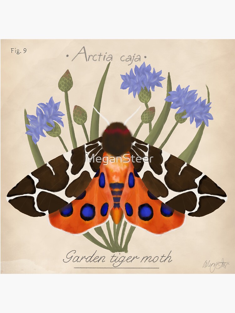 Thumbnail 3 of 3, Sticker, Garden Tiger Moth and Cornflowers designed and sold by MeganSteer.