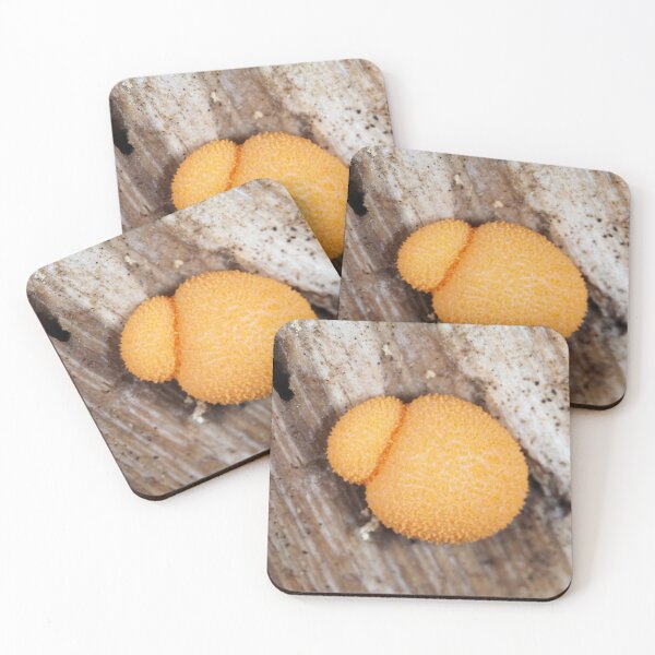 Item preview, Slime mold Lycogala epidendrum or similar Lycogala sp. designed and sold by SDym Photography.