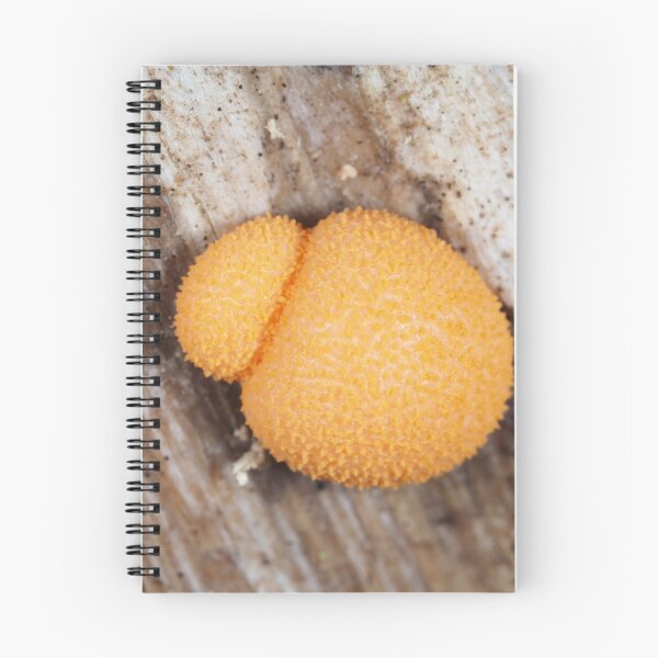 Item preview, Slime mold Lycogala epidendrum or similar Lycogala sp. designed and sold by SDym Photography.