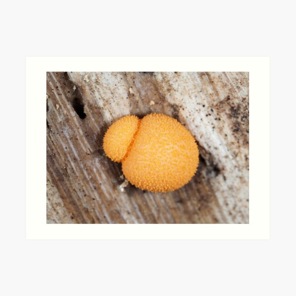 Slime mold Lycogala epidendrum or similar Lycogala sp. Art Print