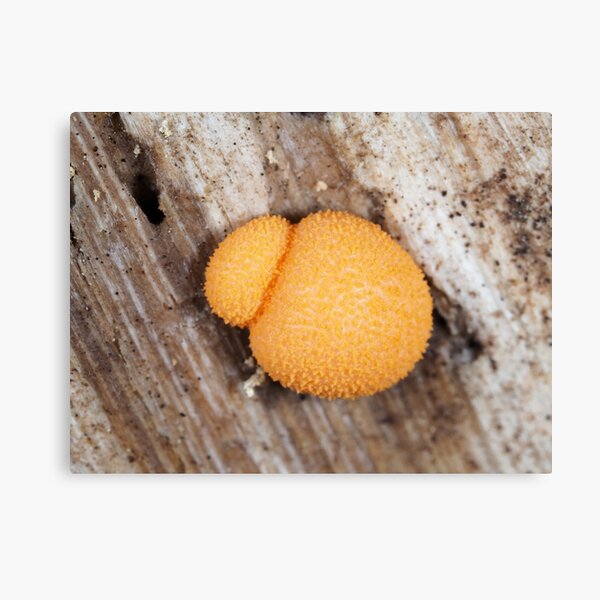 Slime mold Lycogala epidendrum or similar Lycogala sp. Canvas Print