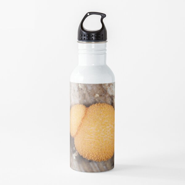 Slime mold Lycogala epidendrum or similar Lycogala sp. Water Bottle