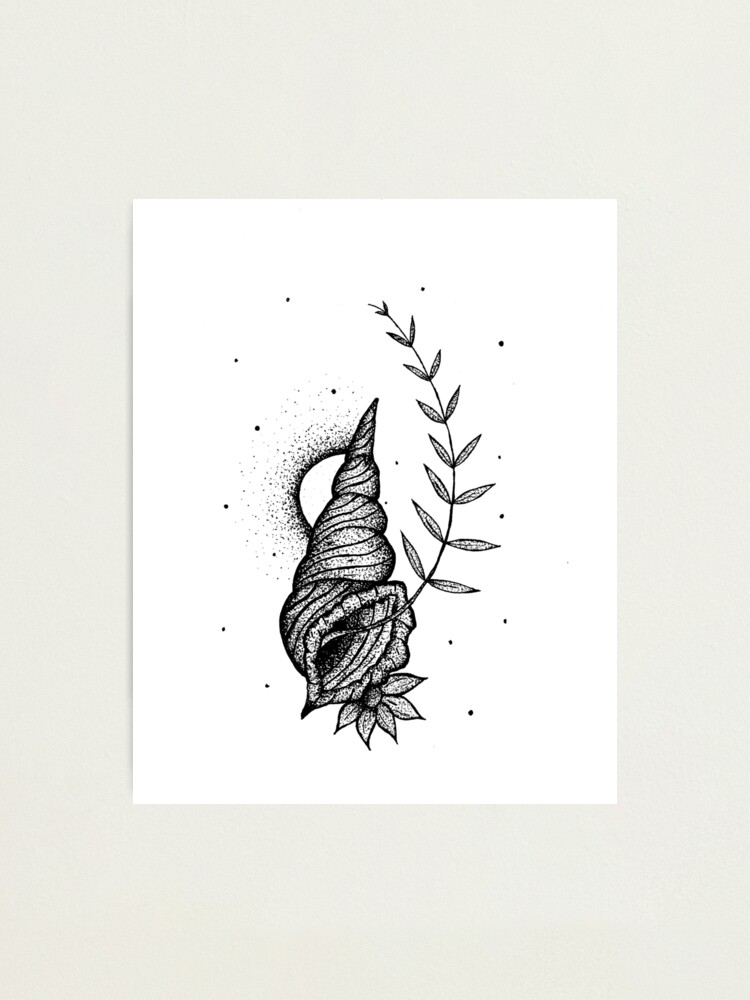 Shells Line Drawing PNG Images - Pngtree