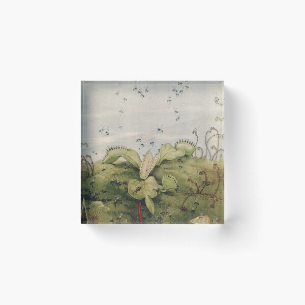 Item preview, Edward J Detmold - Venus fly-trap from News of spring 1917 designed and sold by Gardenlibrary.