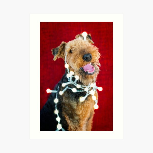 Christmas Decoration Gone Wrong - Airedale Terrier Art Print