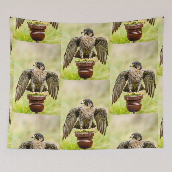 Item preview, Peregrine Falcon at rest designed and sold by Dalyndigital Photography.