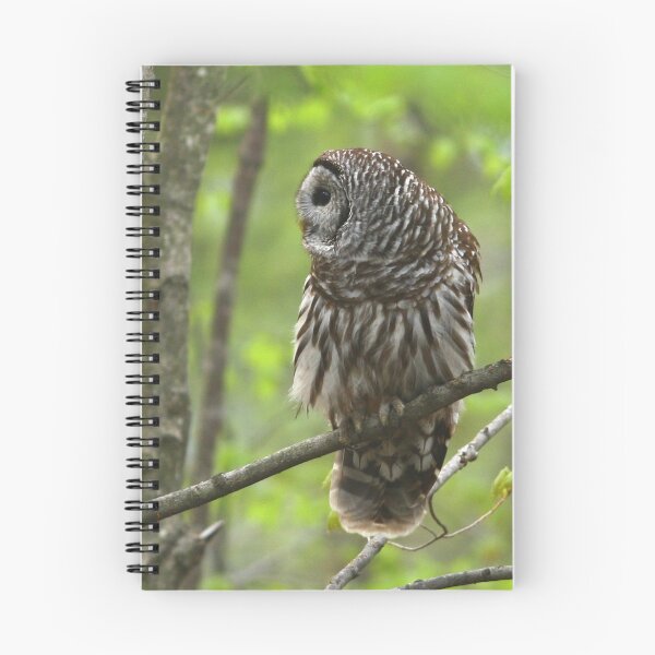 Item preview, Barred Owl looking for dinner designed and sold by Enola Gay Wagner.