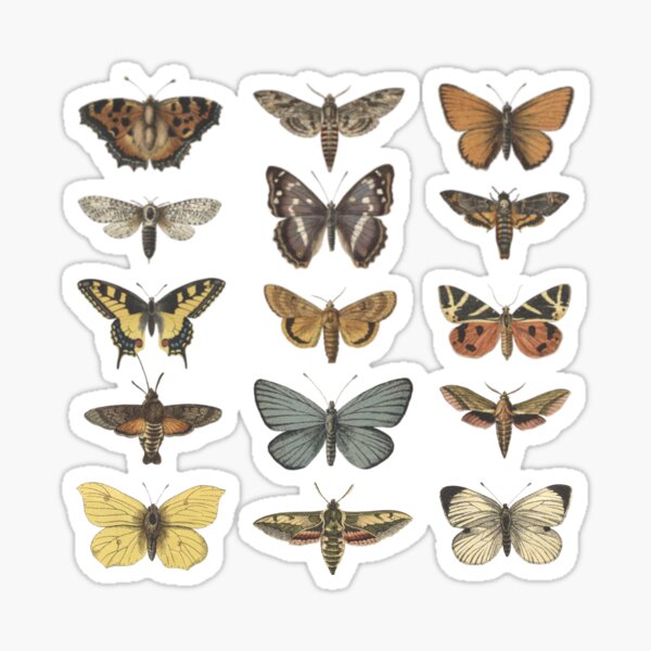 Butterflies pattern Sticker