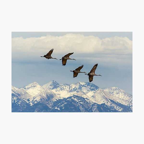 Item preview, Sandhills In Flight  designed and sold by Gary Benson.