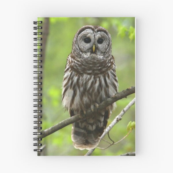 Item preview, Barred Owl designed and sold by Enola Gay Wagner.