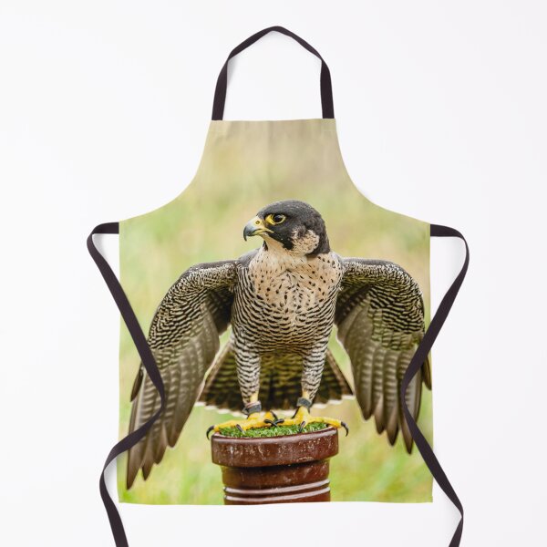 Item preview, Peregrine Falcon at rest designed and sold by Dalyndigital Photography.