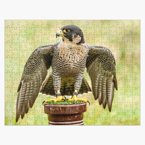 Beautiful Osprey bird Searching for prey Jigsaw Puzzle