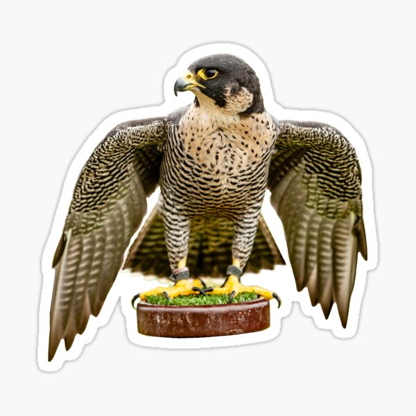 Item preview, Peregrine Falcon at rest designed and sold by OwlOccasions.