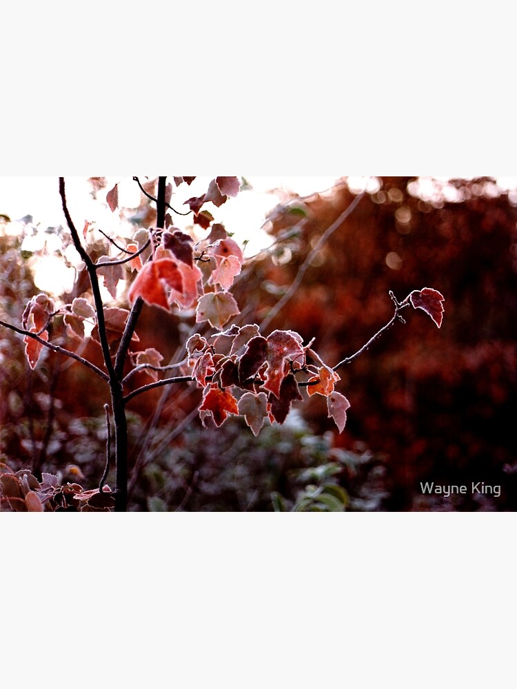 Frosted Leaves by waynedking