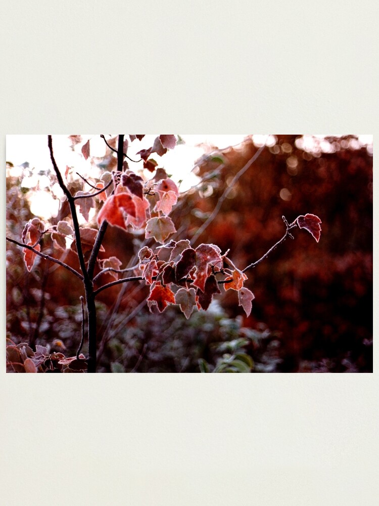 Alternate view of Frosted Leaves Photographic Print
