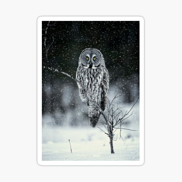 Item preview, Great Grey Owl designed and sold by Owl-Images.
