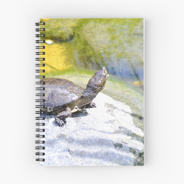 Item preview, Turtle Pose designed and sold by Tdcc2000.