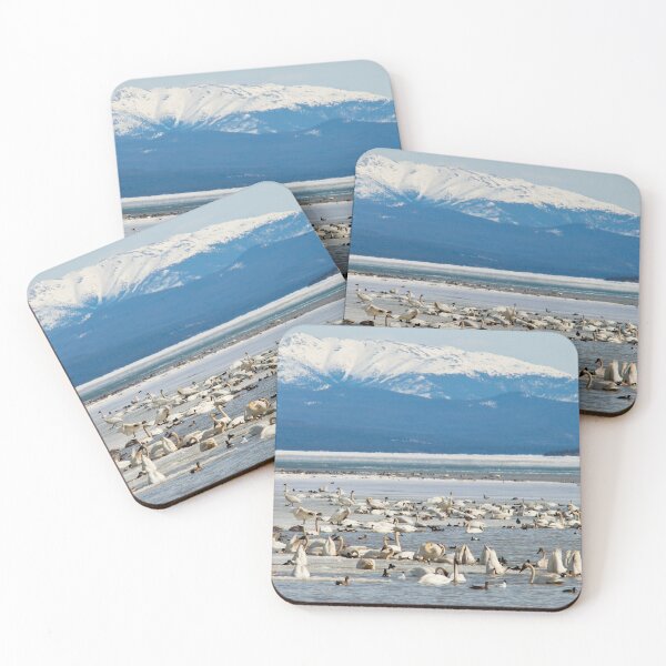 Item preview, Migratory waterfowl gathers at Swan Haven, Marsh Lake, Yukon designed and sold by ImagoBorealis.