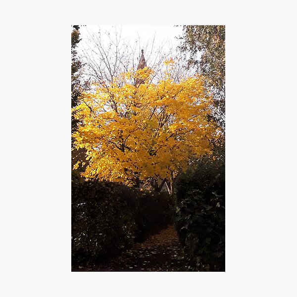 Item preview, Yellow Leaved Tree in Autumn sunshine designed and sold by rbguy1960.