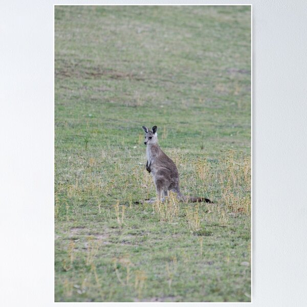 Item preview, Kangaroo designed and sold by notjustamwac.